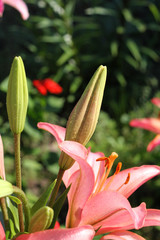 Flowers and Buds of a Lily, Drops on Petals. - 216483765