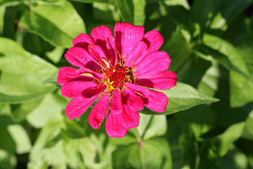 Beautiful red Flower, Droplets on the Petals. - 216483791