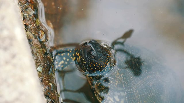 Turtle stuck her head out of the water. Turtle in the park in an artificial pond