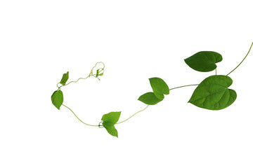 Heart shaped green leaf of Cowslip creeper (Telosma cordata) jungle vines liana climbing plant...