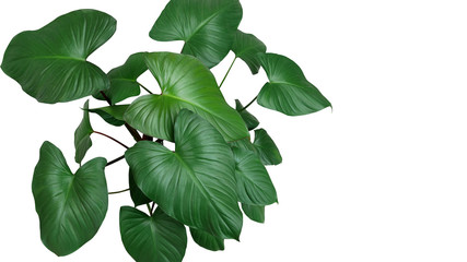 Heart shaped dark green leaves of Homalomena plant (Homalomena Rubescens) the tropical foliage...