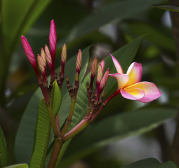 fresh pink plumeria flower on tree nature background.