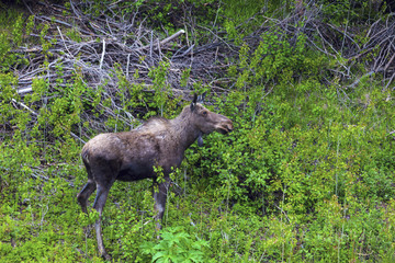 Moose in the forest, Newfoundland