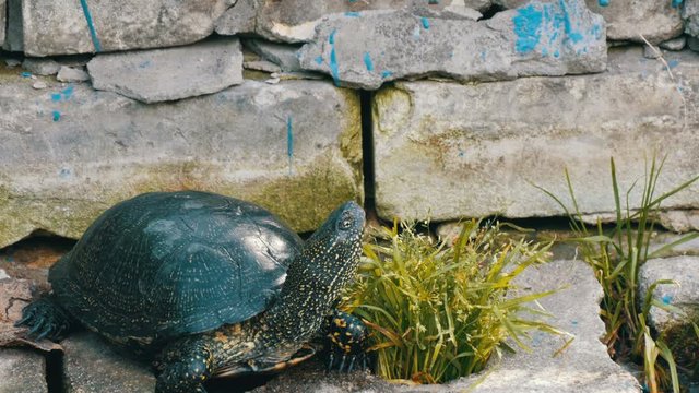 Large black turtle sits in a park