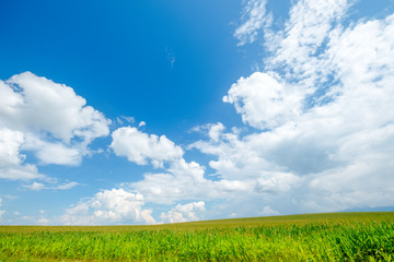 Beautiful morning sunrise over the corn field