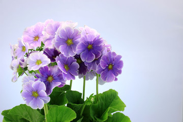 プリムラ　ジュリアン　オブコニカ　紫の花　冬の花