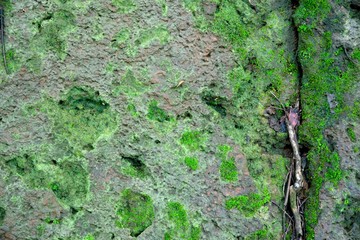 Photo depicting a bright green moss on an old stone wall. Moss background and texture.