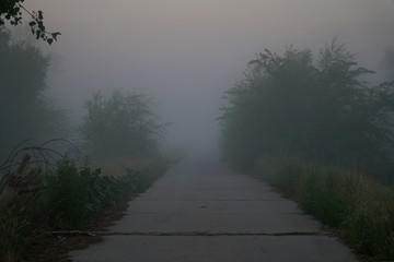 Mystical fog on a country road