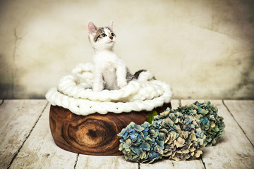 stolze Katze