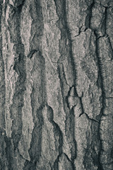 Texture of tree bark for background