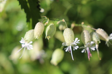 Blume mit Wasserperlen im Gebirge