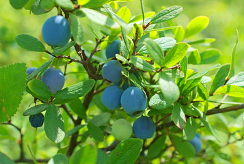 Blueberries on the bush. Blueberries (lat. Vaccínium uliginósum) - a kind of deciduous shrubs of the genus Vaccinium of the Heather family. Blue ripe berries on a green bush. Macro. Closeup.