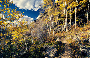 Aspen grove at autumn in Rocky Mountains
