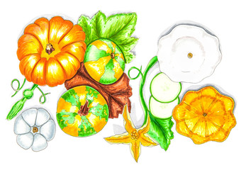 pumpkins and squashes with leaves isolatedon white top view hand drawn illustration