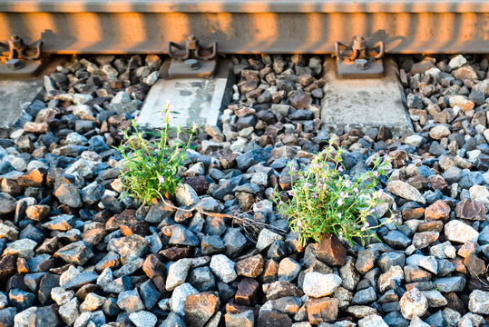 Hardstanding Blumen am Harten untergrund