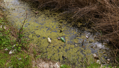 Dirty sewage and household rubbish in small river, irrigation channel causes rapid growth of algae. Water pollution. Ecological problem. Problem of plastic. Use of water is dangerous, it is forbidden