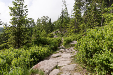 Fototapeta na wymiar Stony hiking trail in the forest. Walking path for tourists