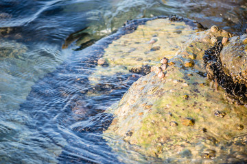 Sea shells stuck on a rock 