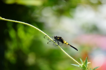 オオシオカラトンボ雌
