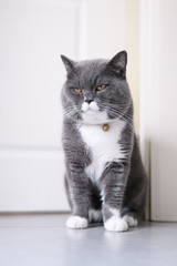 Obraz premium Cute British short hair cat, shot indoors