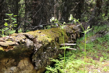 Alter Baum im Gebirge