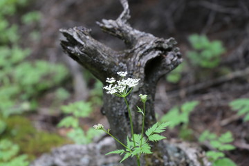 Alter Baum und Blume