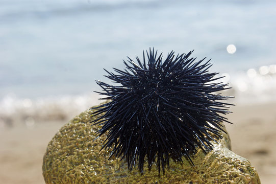 black spiny Sea urchin on a stone on a sand beach by the sea with white sea foam