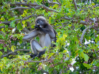 Dusky leaf monkey (Trachypithecus obscurus) feeding on a tree at Railay beach, Thailand