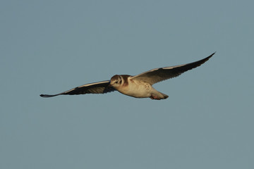 Black-headed gull (Chroicocephalus ridibundus)