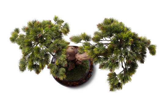 Bonsai tree, isolated on white, view from above