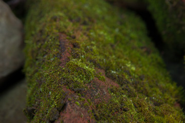 Green moss background beautiful in nature.Closeup of moss on brick wall