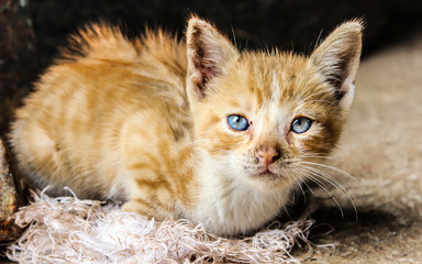Baby cat