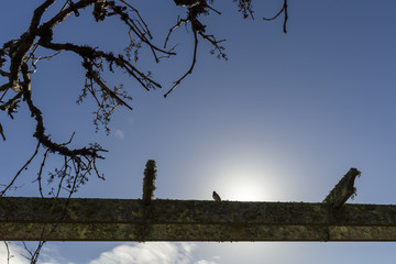 Sparrow on branch, Passer domesticus