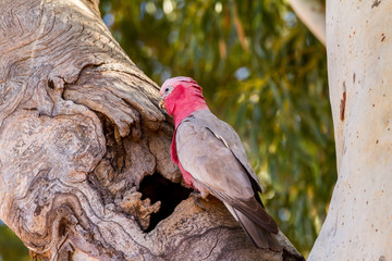 Male Galah in nesting hollow © Chris de Blank