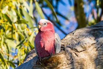 Male Galah in nesting hollow