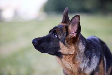 Female purebred German Shepherd puppy outdoors. Dog portrait.