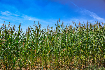 Maisfeld unter blauen Himmel Landwirtschaft