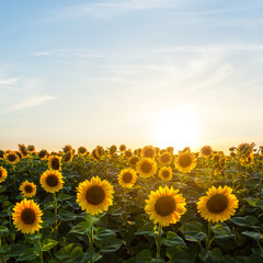 rural sunflower field at the sunset, counrtyside scene