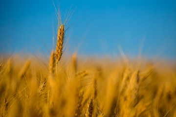 closeup summer golden wheat field
