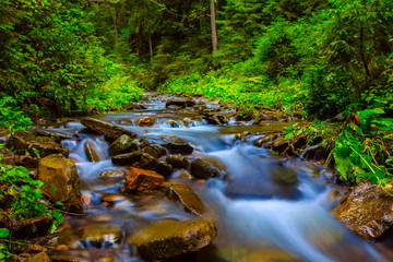 small creek rushing through the wet mountain forest