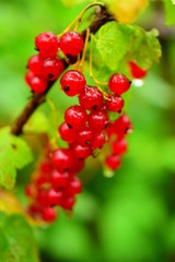 Garden currant (lat. Ríbes rúbrum) - a small deciduous shrub of the family Gooseberry (Grossulariaceae). Red currant berries on the bush. A sprig of red currant berries among green leaves. Macro. 