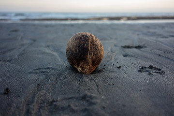 single coconut in beach sand at sunset