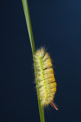 Caterpillar on blade, vertical