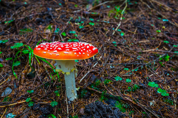 closeup red flyagaric mushroom in a forest