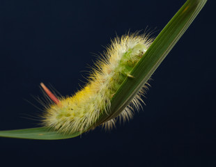 Furry yellow caterpillar on grass blade