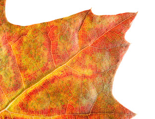 Macro of oak red leaf