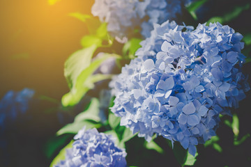 Natural blue hydrangea flowers  (Hydrangea macrophylla) are blooming along with green background.