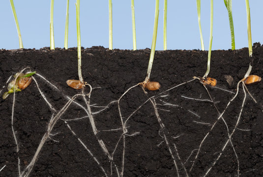 Roots of wheat germinated seeds