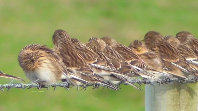 Flock of Twite Linaria flavirostris in winter plumage sitting on a barbed wire fence at The Oa RSPB reserve Islay West Coast of Scotland