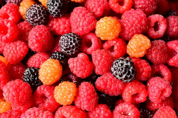 Berry mix: red raspberry, yellow raspberry and blackberry.Background of different berries. Colors: red, yellow and black. Ripe juicy berries. Macro. Closeup.